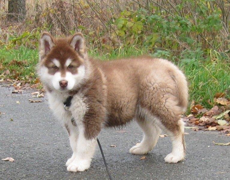 Danko 9 Wochen 2 040